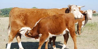 Hereford cattle
