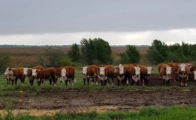 Hereford heifers
