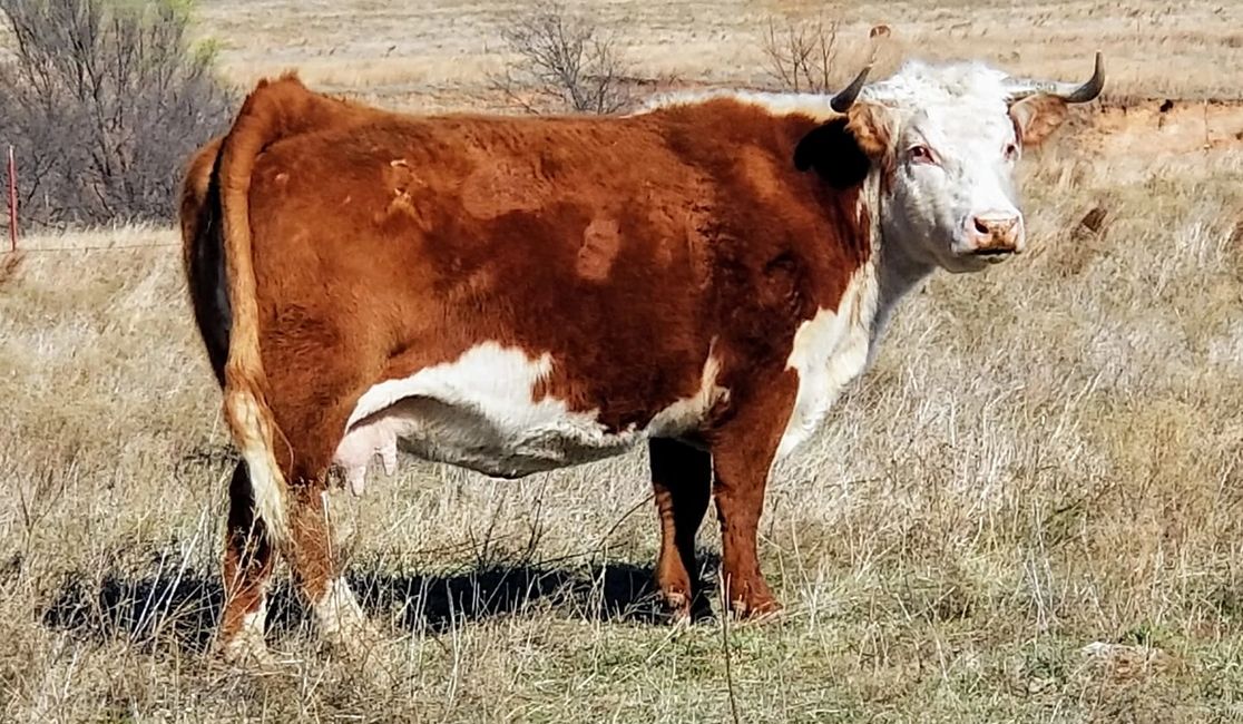 Deewall Family Herefords Hereford Bulls, Hereford Cattle