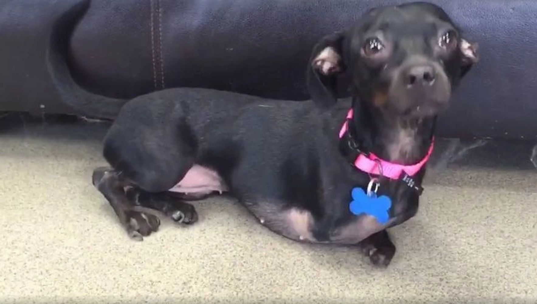 Regulate Backyard Breeding