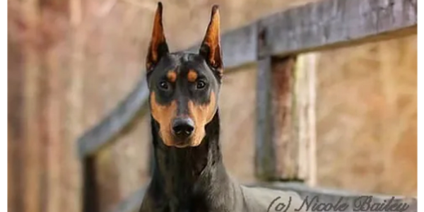 A dog outside on the ground and looking front