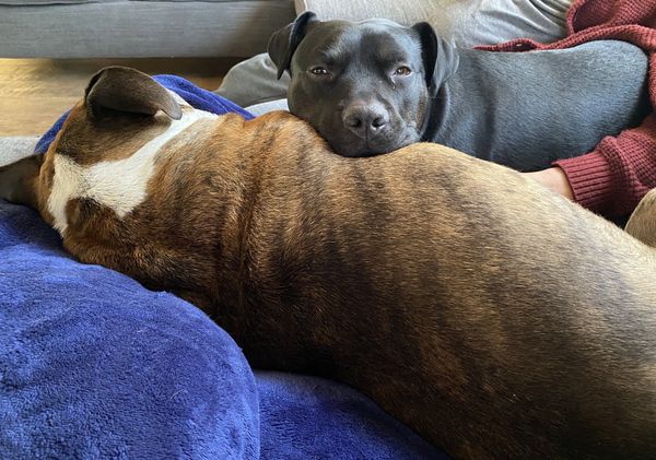 Overnight dog sitting care