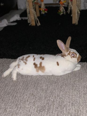 A large female rabbit white with brown spots sits on the floor 