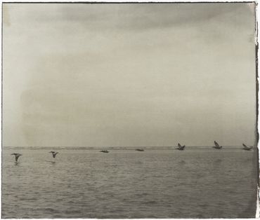 Pelicans Dive Bombin’, Tybee Creek