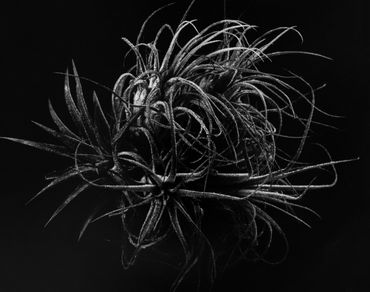 Air Plants, large format silver gelatin print, 11x14, 2019