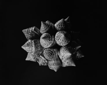 Alphabet Cone Conus Spurius, large format silver gelatin print, 11x14, 2019