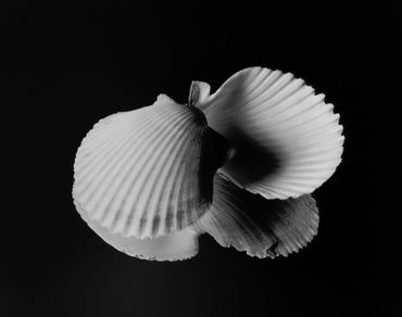 Scallop Shell, large format silver gelatin print, 11x14, 2019