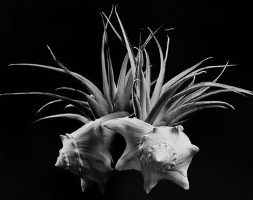 Air Plant and Lightning Whelk, large format silver gelatin print, 11x14, 2019