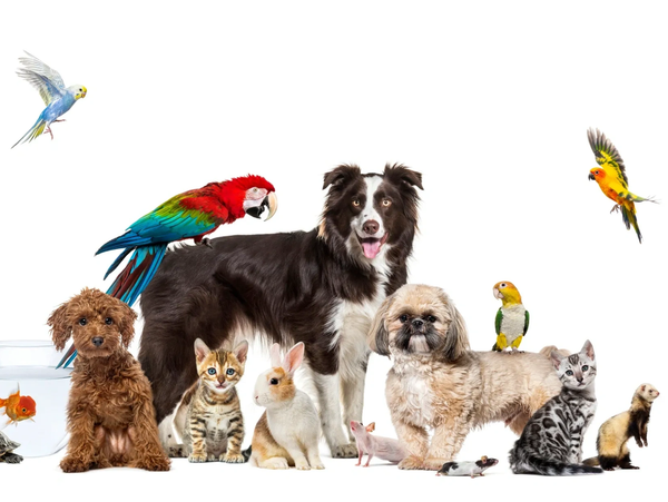 Various pets including dogs, cats, birds, and small mammals together.