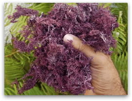   SEA MOSS DIFFRENTLY