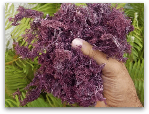   SEA MOSS DIFFRENTLY