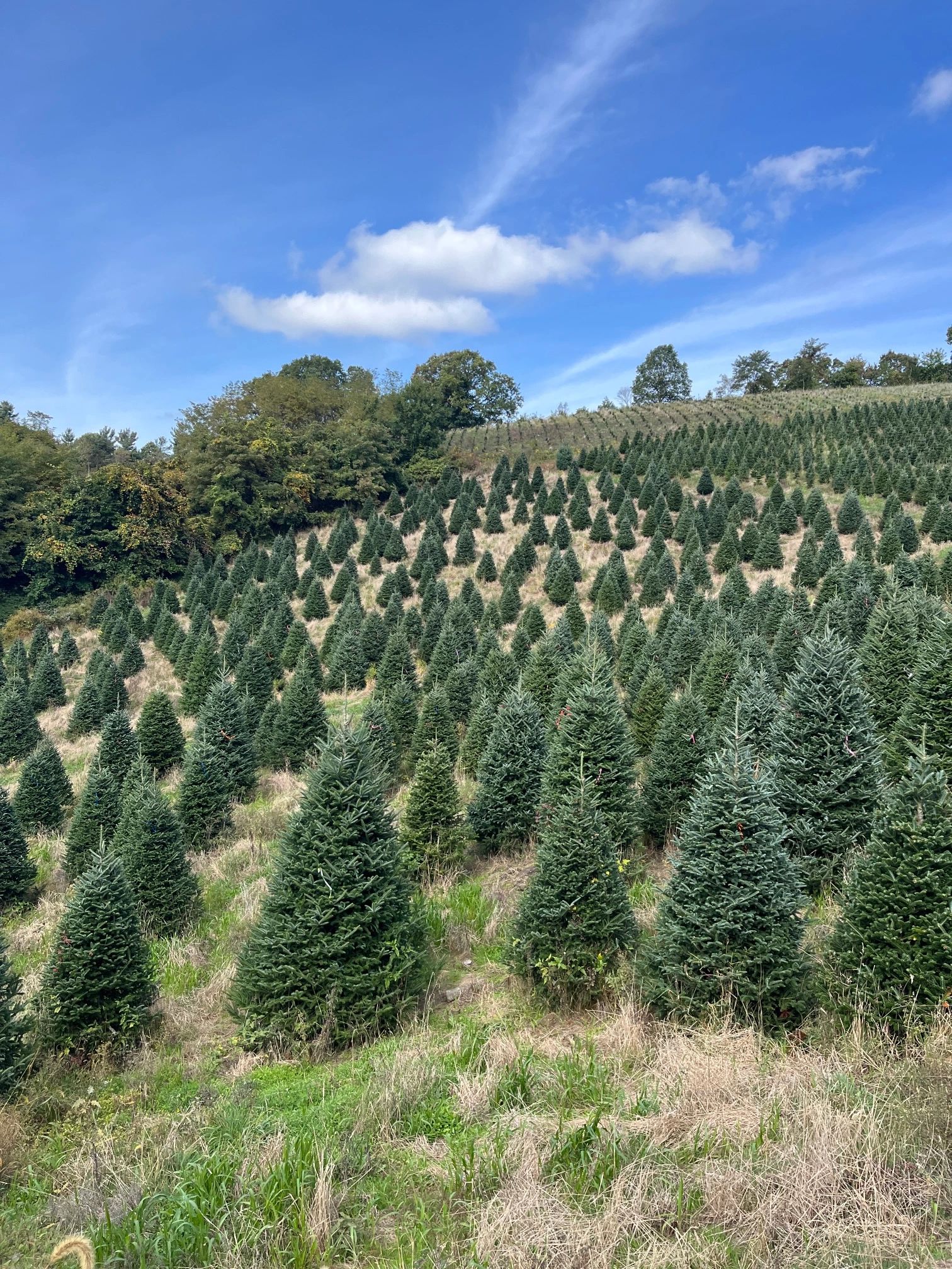 buy-fresh-christmas-trees-online