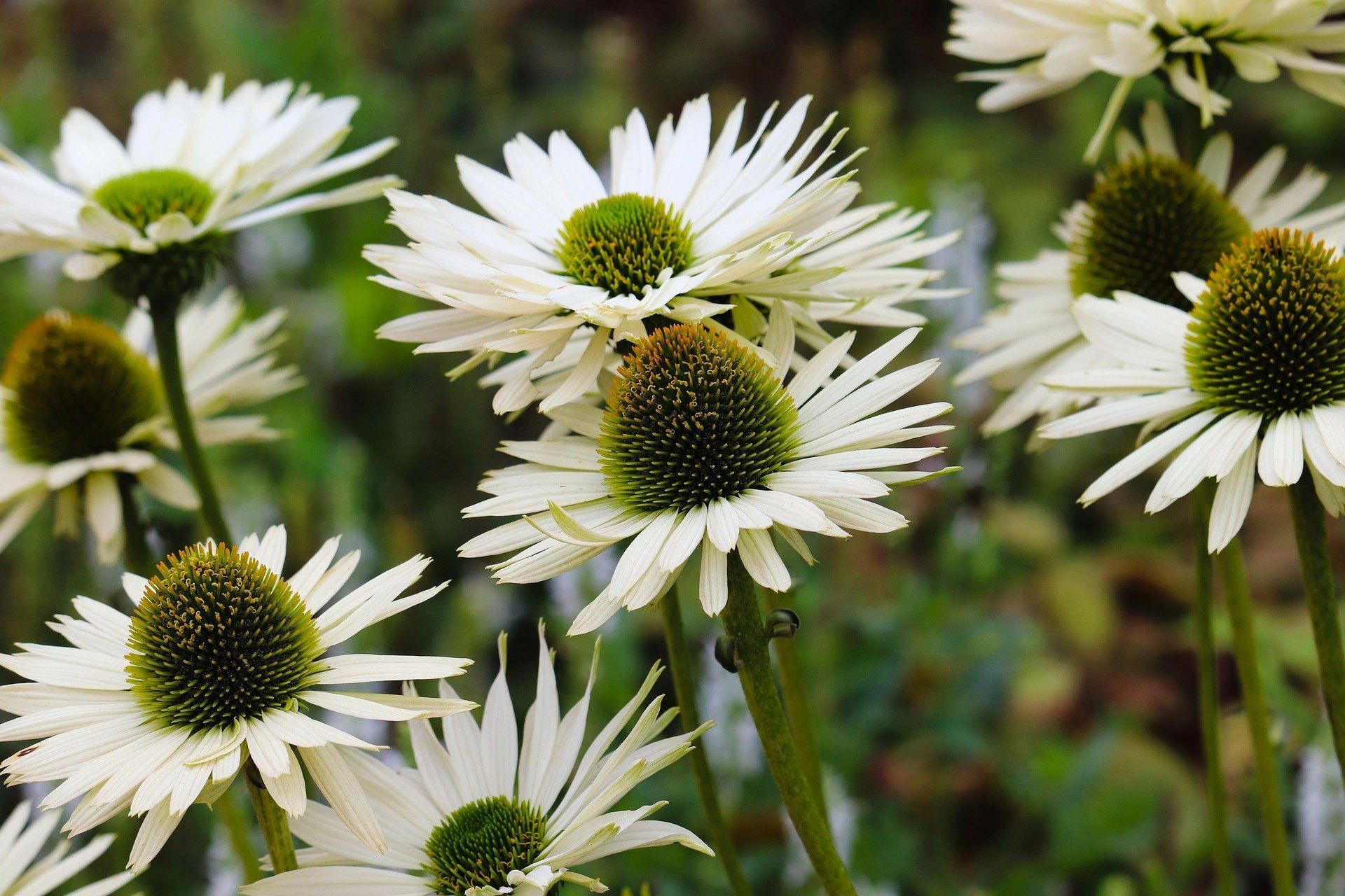 Close-up of white coneflowers with green centers in a garden.