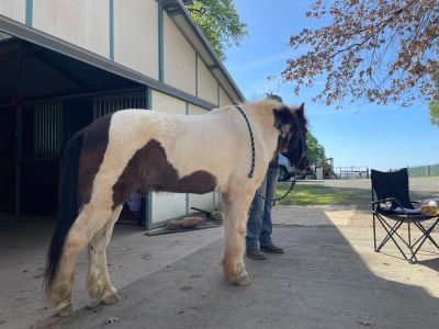 A black and white pony standing near a stable on a sunny day.