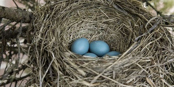 bird eggs in a nest