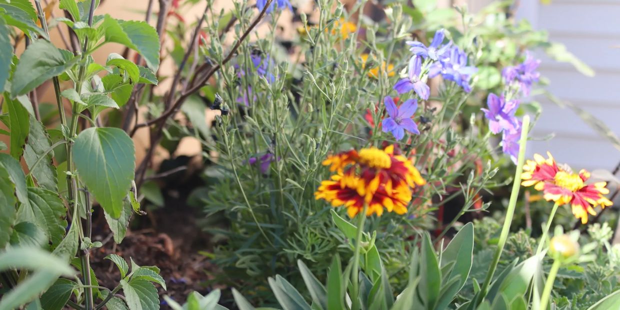 A vibrant garden bed with colorful flowers in bloom.