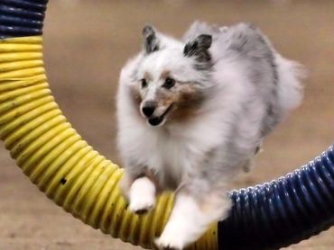 a dog jumping through a circular pipe 