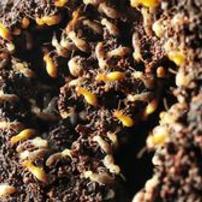 Subterranean Termite Colony 