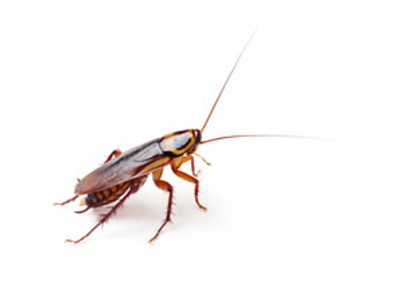 American Cockroach