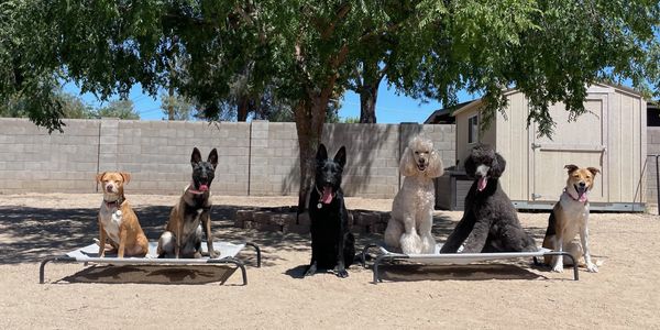 Six dogs sitting calmly outdoors on raised dog beds under a tree on a sunny day.
