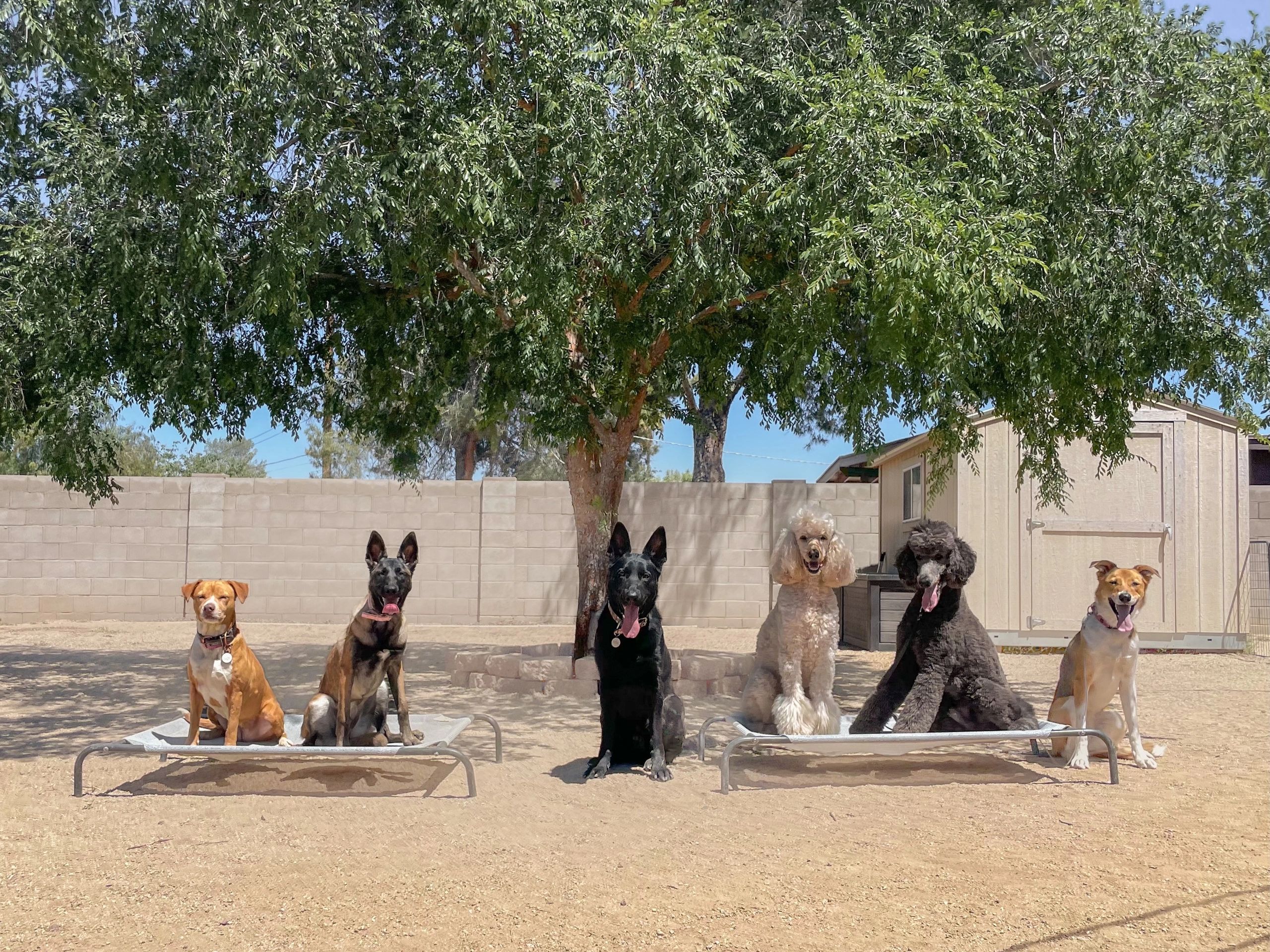 Training Programs Professional Dog Training in Tucson, AZ Charm