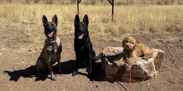 Three dogs, two sitting and one resting on a rock, outdoors on dry ground.