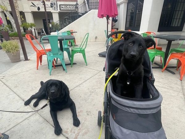 A puppy sits in a dog stroller and an adult labrador lies on the ground in an outdoor patio area. 
