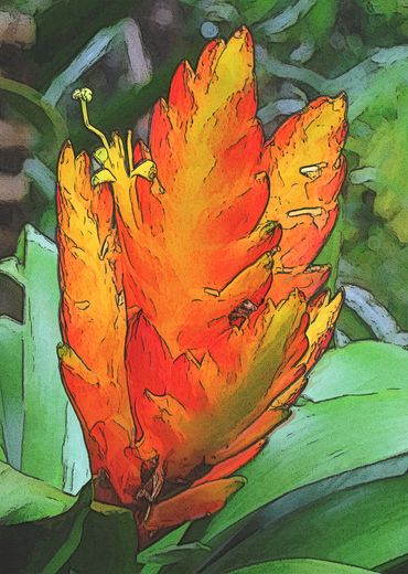 Jungle Flower