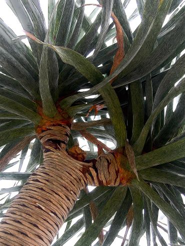 Palm Tree