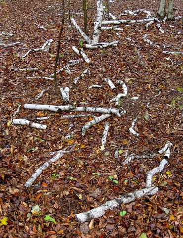 Fallen Birches Print