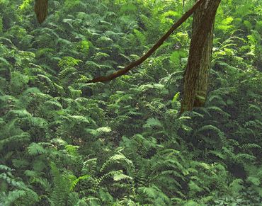 Forest Ferns Print