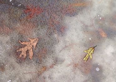Leaves in Ice