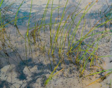 Jackson Harbor Reeds Print