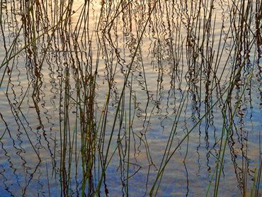 Jackson Harbor Water Grasses