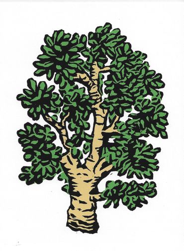 Jade Tree