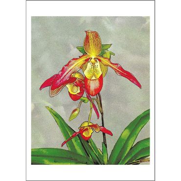 Lady's Slipper Orchid Card