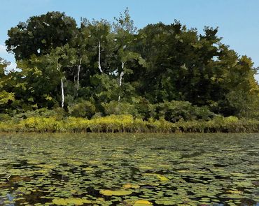 Lily Pads