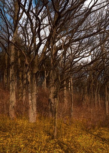 Lodi Trees