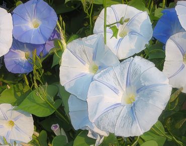 Morning Glories Print