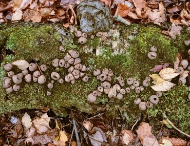 Mushrooms on a Log