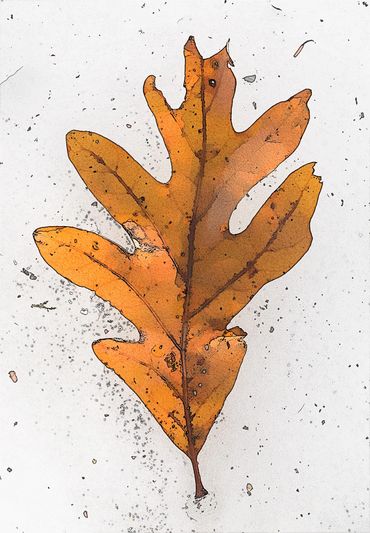 Oak Leaf on Ice