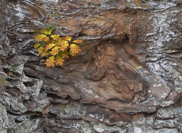 Oak Leaves on Rock