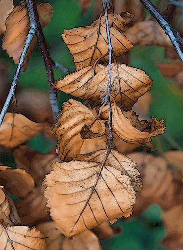 Old Dry Leaves