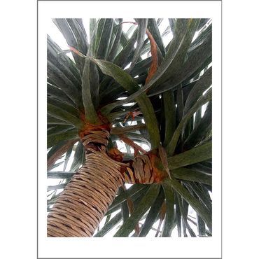 Palm Tree Card