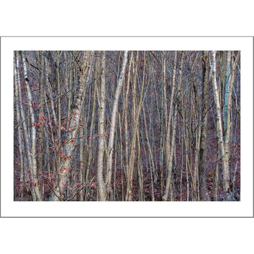 River Birches Card