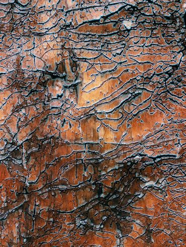 Termite Bark