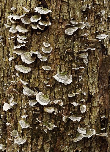 Tree Fungus