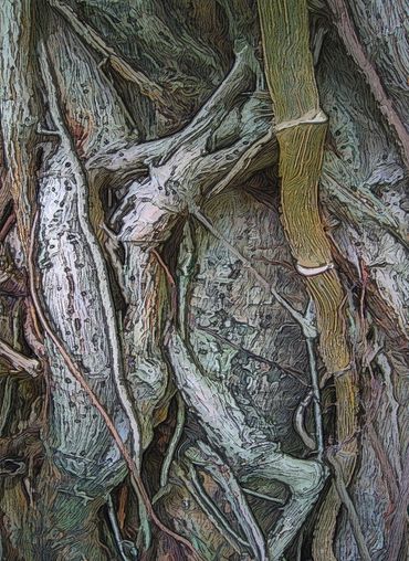 Tree Trunk Vines