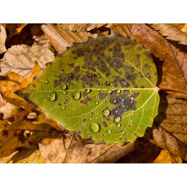 Aspen Leaf VT_1195