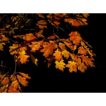Fall Foliage VT_1477